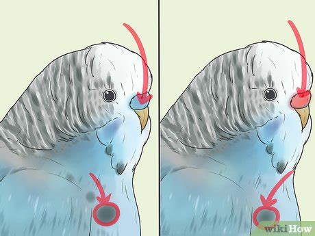 Jak určit pohlaví vaší andulky: 8 Kroků (s obrázky) – wikiHow